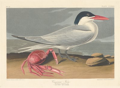 Cayenne Tern, 1835. af Robert Havell