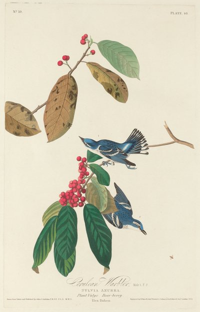 Cerulean Warbler, 1828. af Robert Havell