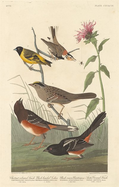 Kastanjefarvet finke, sorthovedet siskin, sort kronespurv og arktisk jordfinke, 1837. af Robert Havell