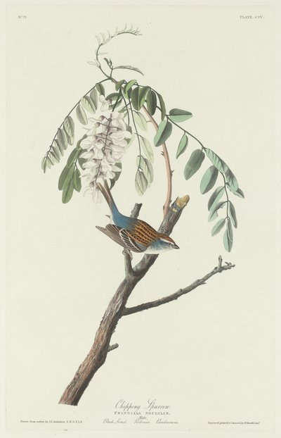 Chipping Sparrow, 1831. af Robert Havell