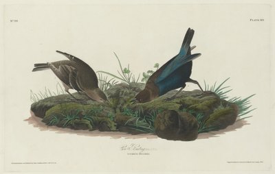 Kospurv, 1830. af Robert Havell