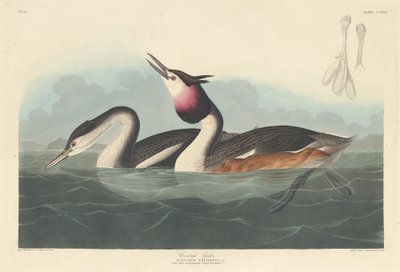 Toppen lappedykker, 1836. af Robert Havell