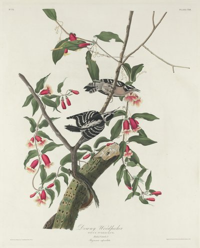 Dunet spætte, 1831. af Robert Havell