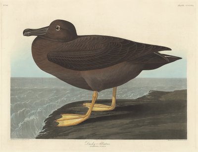 Dusky Albatros, 1838. af Robert Havell
