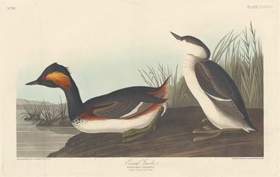 Øreduppe, 1838. af Robert Havell