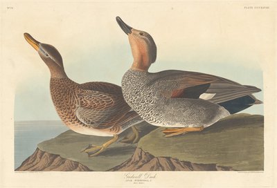 Gadwall Duck, 1836. af Robert Havell