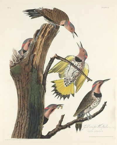 Guldvinget spætte, 1828. af Robert Havell