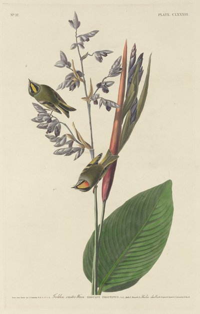 Gylden-Krested Wren, 1833. af Robert Havell