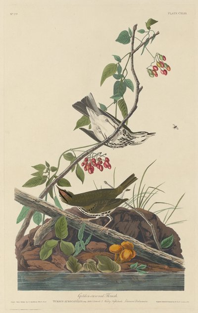 Guldkronet drossel, 1832. af Robert Havell