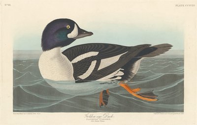 Guldøjeand, 1838. af Robert Havell