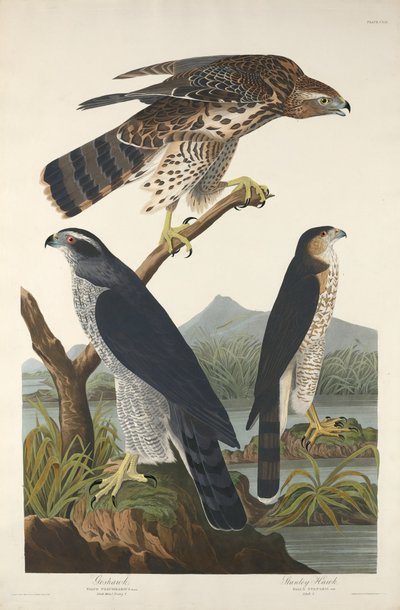 Goshawk og Stanley Hawk, 1832. af Robert Havell