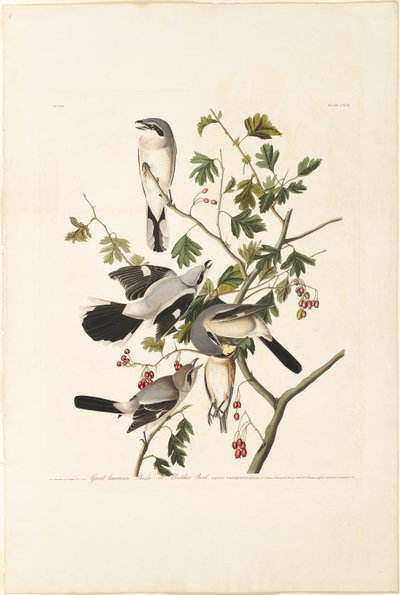 Great American Shrike af Robert Havell