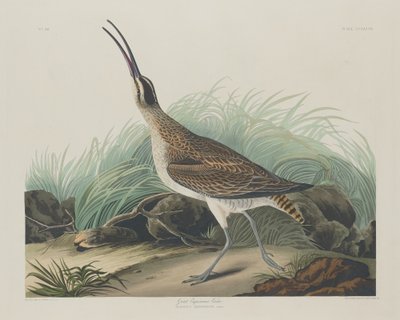 Store Curlew Eskimoer, 1835. af Robert Havell
