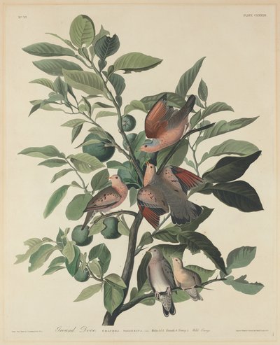 Jorddue, 1833. af Robert Havell