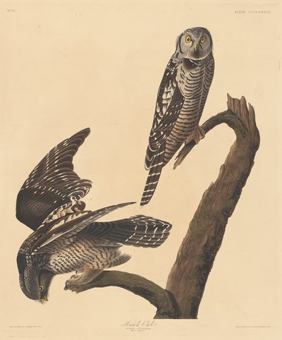 Høgugle, 1837. af Robert Havell