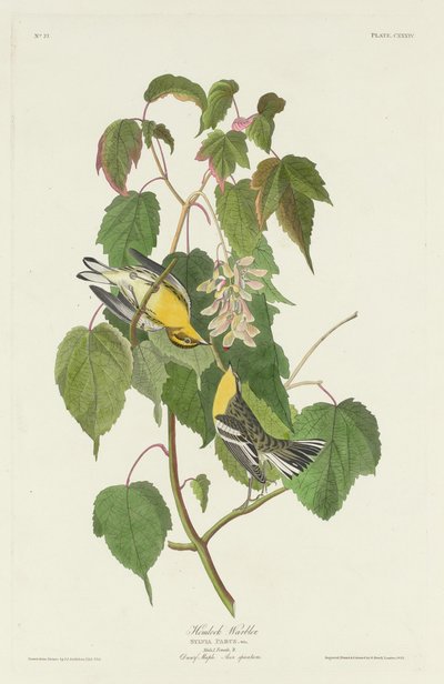 Hemlock Warbler, 1832. af Robert Havell