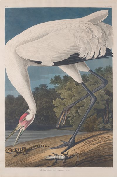 Hooping Crane, 1834. af Robert Havell