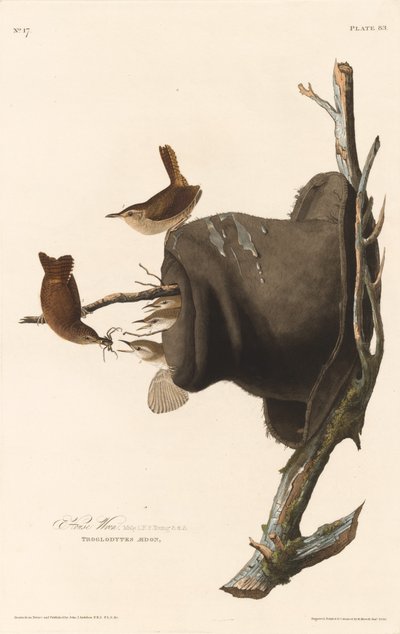 Hus Wren, 1830. af Robert Havell