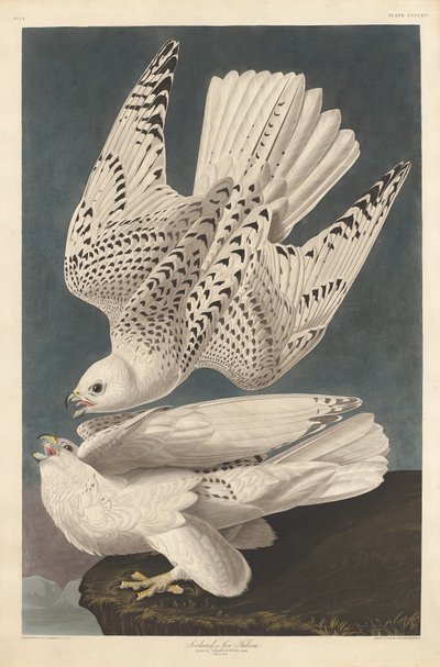 Island eller Jer Falcon, 1837. af Robert Havell