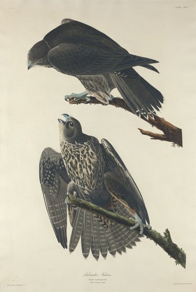 Labrador Falcon, 1834. af Robert Havell