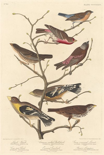 Lazuli Finch, 1838. af Robert Havell