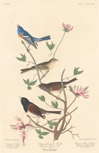 Lazuli Finch, Lerfarvet Finch og Oregon Snow Finch, 1837. af Robert Havell