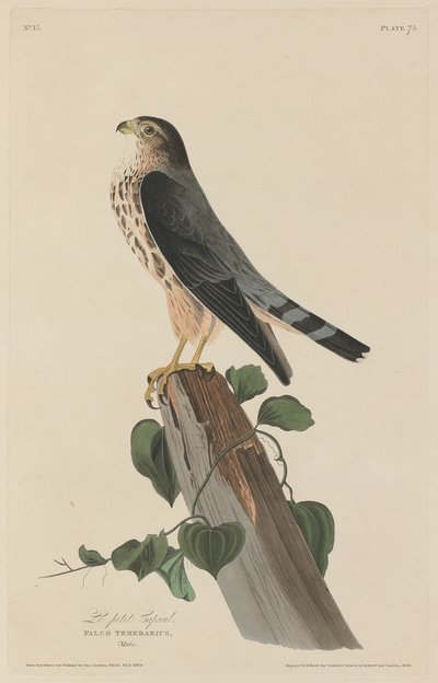 Den lille Korporal, 1829. af Robert Havell