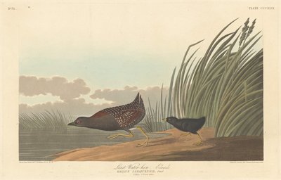 Mindste vandhøne, 1836. af Robert Havell