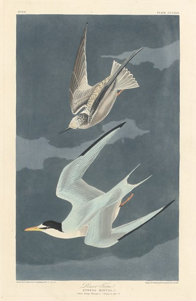 Lille Tern, 1836. af Robert Havell