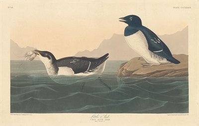 Lille Auk, 1836. af Robert Havell