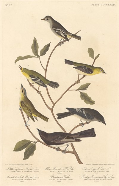 Lille tyrannfluesnapper, småhovedet fluesnapper, blå bjergsanger.., 1838. af Robert Havell