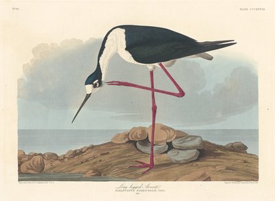 Langbenet Avocet, 1836. af Robert Havell