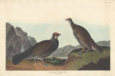 Langhalet eller Dusky Grous, 1837. af Robert Havell