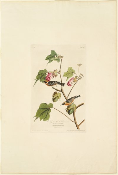 Hanbukkensanger af Robert Havell