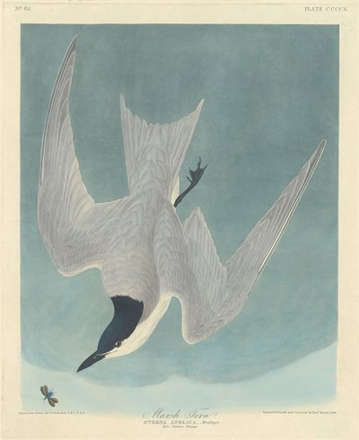 Marsh Tern, 1838. af Robert Havell