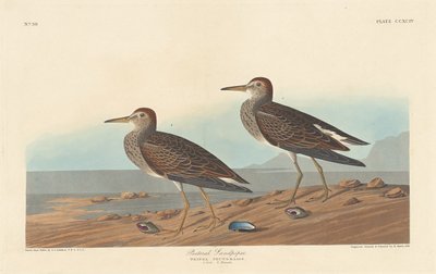 Pectoral Sandpiper, 1836. af Robert Havell