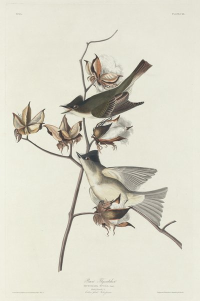 Pewit Fluefanger, 1831. af Robert Havell