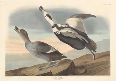 Pied Duck, 1836. af Robert Havell