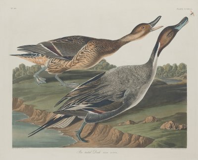 Pin-tailed Duck, 1834. af Robert Havell
