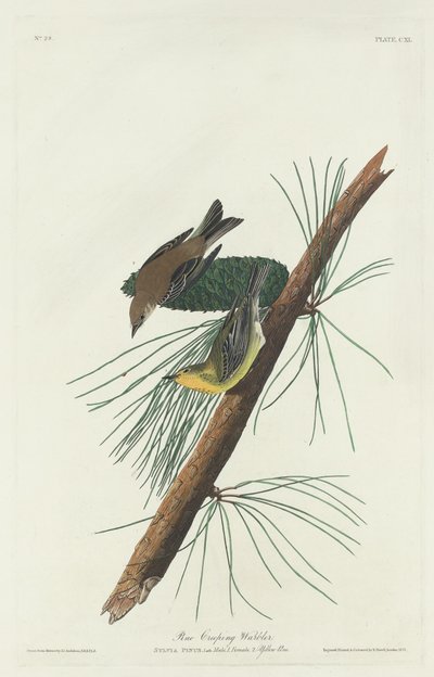 Fyrresanger, 1832. af Robert Havell