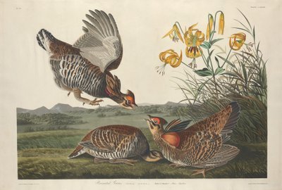 Pinned Grous, 1834. af Robert Havell