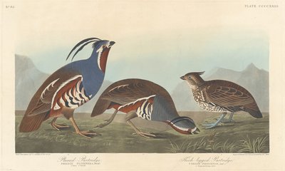 Plumed Agerhøne og tykbenet Agerhøne, 1838. af Robert Havell
