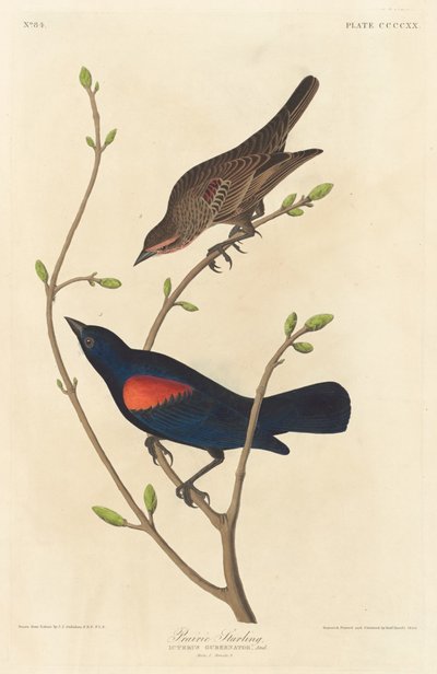 Præriestære, 1838. af Robert Havell