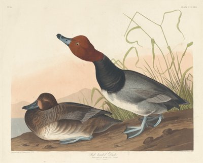 Rødhovedet and, 1836. af Robert Havell
