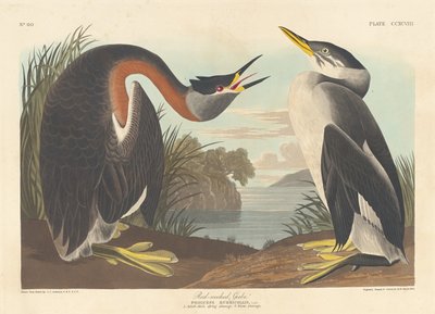 Rødhalset lappedykker, 1836. af Robert Havell