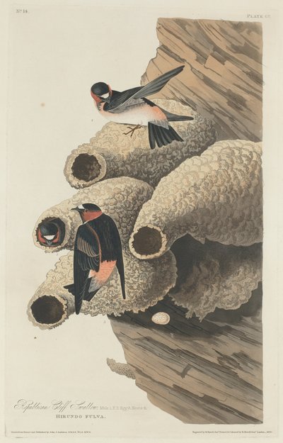 Republikansk Cliff Swallow, 1829. af Robert Havell