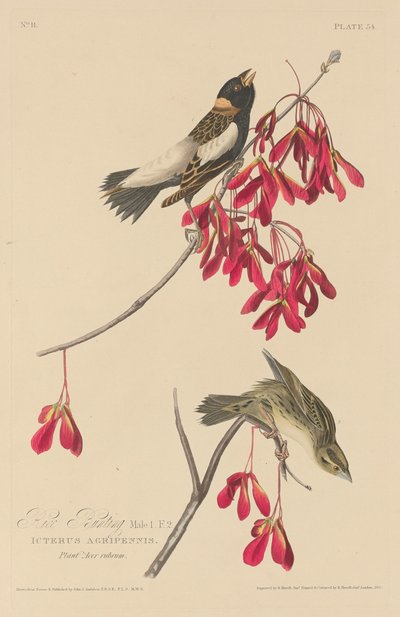 Risspurv, 1829. af Robert Havell