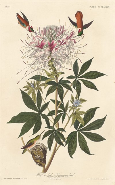 Ruffnakket kolibri, 1837. af Robert Havell