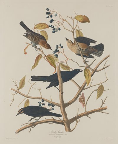 Rusty Grakle, 1833. af Robert Havell
