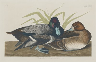 Skurand, 1834. af Robert Havell